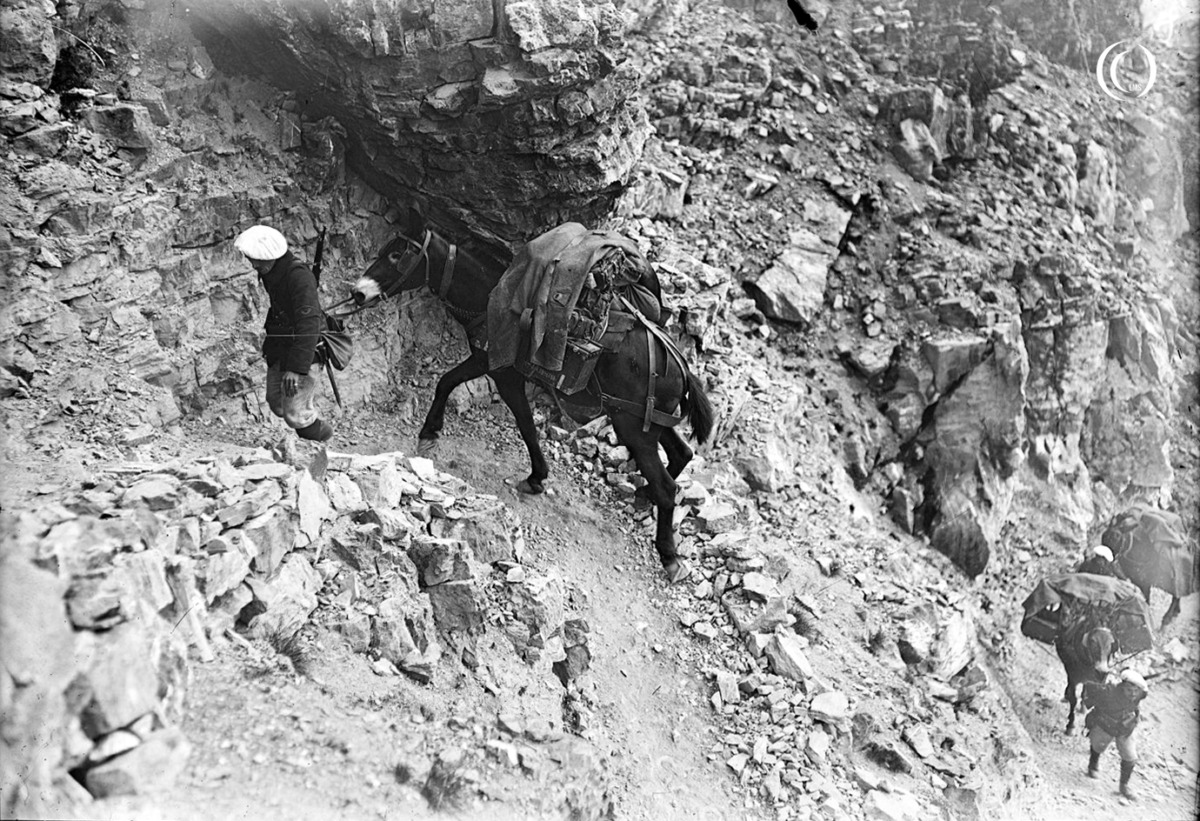 French Alpine Troops with Mules